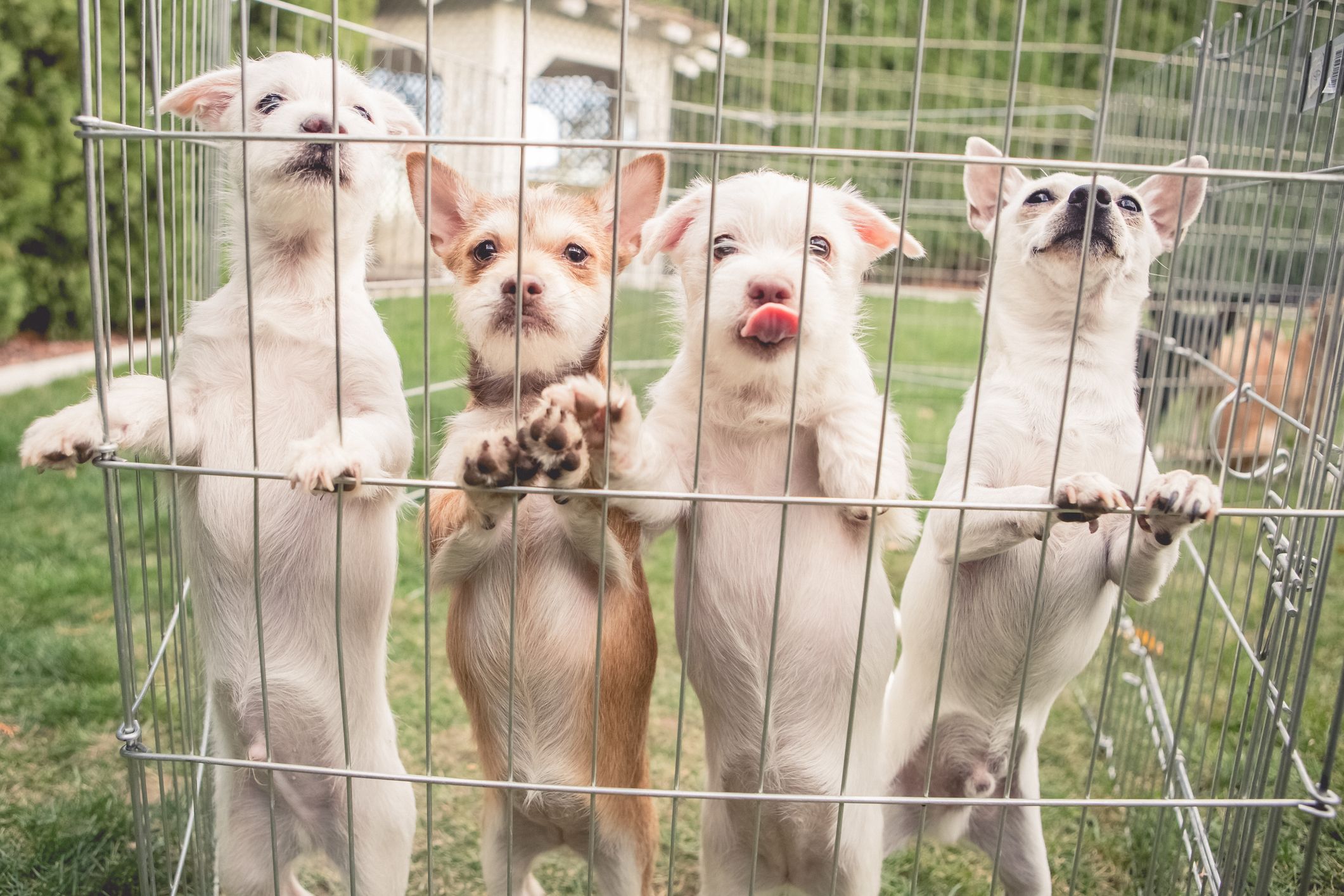 Does heat kill sales parvo