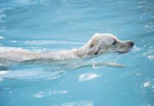 Water intoxication in dogs can be cause by too much or too little sodium.