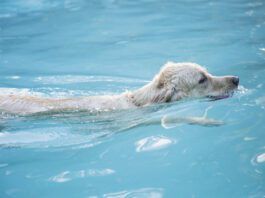Water intoxication in dogs can be cause by too much or too little sodium.