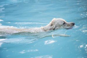 Water intoxication in dogs can be cause by too much or too little sodium.