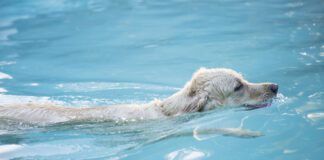 Water intoxication in dogs can be cause by too much or too little sodium.