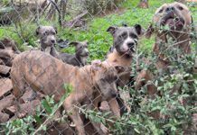 A litter of bully breed puppies, and their father and mother bark aggressively at passersby beyond the fence line.