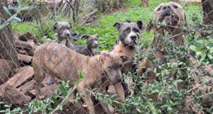 A litter of bully breed puppies, and their father and mother bark aggressively at passersby beyond the fence line.