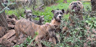 A litter of bully breed puppies, and their father and mother bark aggressively at passersby beyond the fence line.