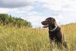 A veterinary behaviorist can provide a combination of behavior training and medicine that makes diagnosis and treatment quicker.