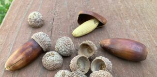 Acorns can be hazardous to dogs if eaten.