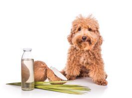 Coconut water is good for dogs in the right circumstances and small amounts.