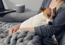 The best way to comfort a dog in heat is to not have her go through the cycle.