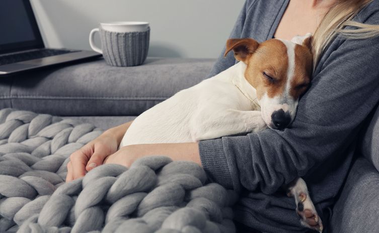 How to Comfort a Dog in Heat Whole Dog Journal