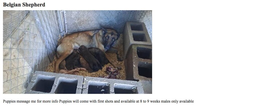 A Belgian Shepard with a litter of puppies in a kennel surrounded by cinderblocks.