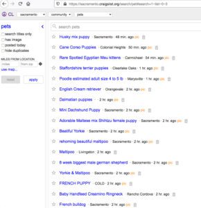A Craigslist advertisement showing a wide list of puppies and kittens for sale.