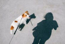 Walking your dog at least once a day has health benefits for both the dog and their owner.