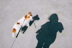 Walking your dog at least once a day has health benefits for both the dog and their owner.