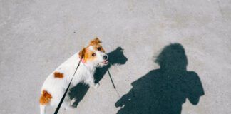 Walking your dog at least once a day has health benefits for both the dog and their owner.