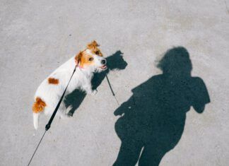 Walking your dog at least once a day has health benefits for both the dog and their owner.