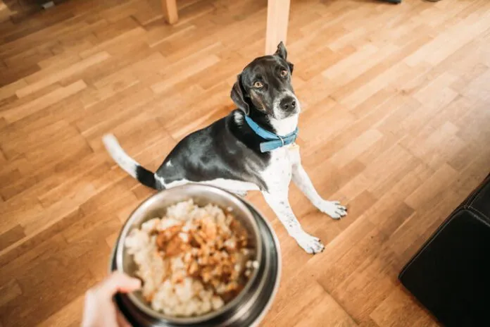 black and white dog seated awaiting for its food bowl Pet food related illnesses are relatively rare. They need to be reported, but reports need to be reliable.