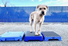 A dog training platform is used to train a dog to stay.