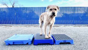 A dog training platform is used to train a dog to stay.