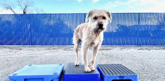 A dog training platform is used to train a dog to stay.