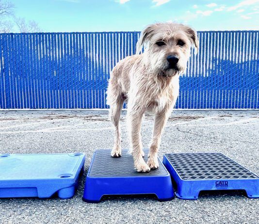 A dog training platform is used to train a dog to stay.