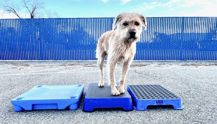 A dog training platform is used to train a dog to stay.