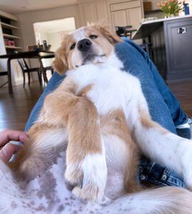 Getting your puppy to learn to be relaxed and enjoy handling pays dividends when it's time to groom and otherwise handle them as adults.