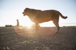 Valley fever is a fungal disease that can sicken dogs and humans alike.