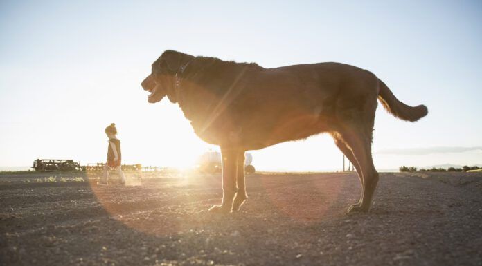Valley fever is a fungal disease that can sicken dogs and humans alike.