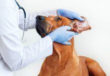 Ear mites in dogs are one of many potential causes of ear discomfort.