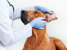 Ear mites in dogs are one of many potential causes of ear discomfort.