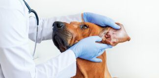Ear mites in dogs are one of many potential causes of ear discomfort.