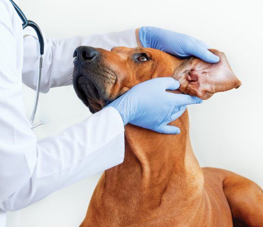 Ear mites in dogs are one of many potential causes of ear discomfort.