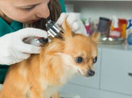 Ear Infections eBook from Whole Dog Journal