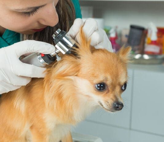 Ear Infections eBook from Whole Dog Journal