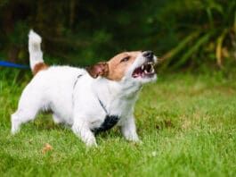 Feisty Fido Book from Whole Dog Journal