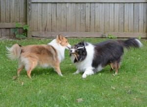 Fight! eBook from Whole Dog Journal