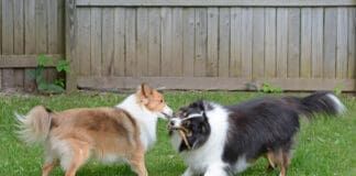Fight! eBook from Whole Dog Journal