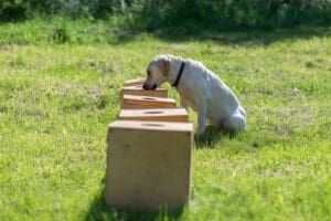 Scent work for dogs builds upon the primary sense they use to interact with the world.