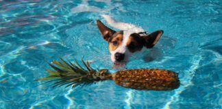 Pineapple is good for dogs to eat in small amounts as an occasional treat.