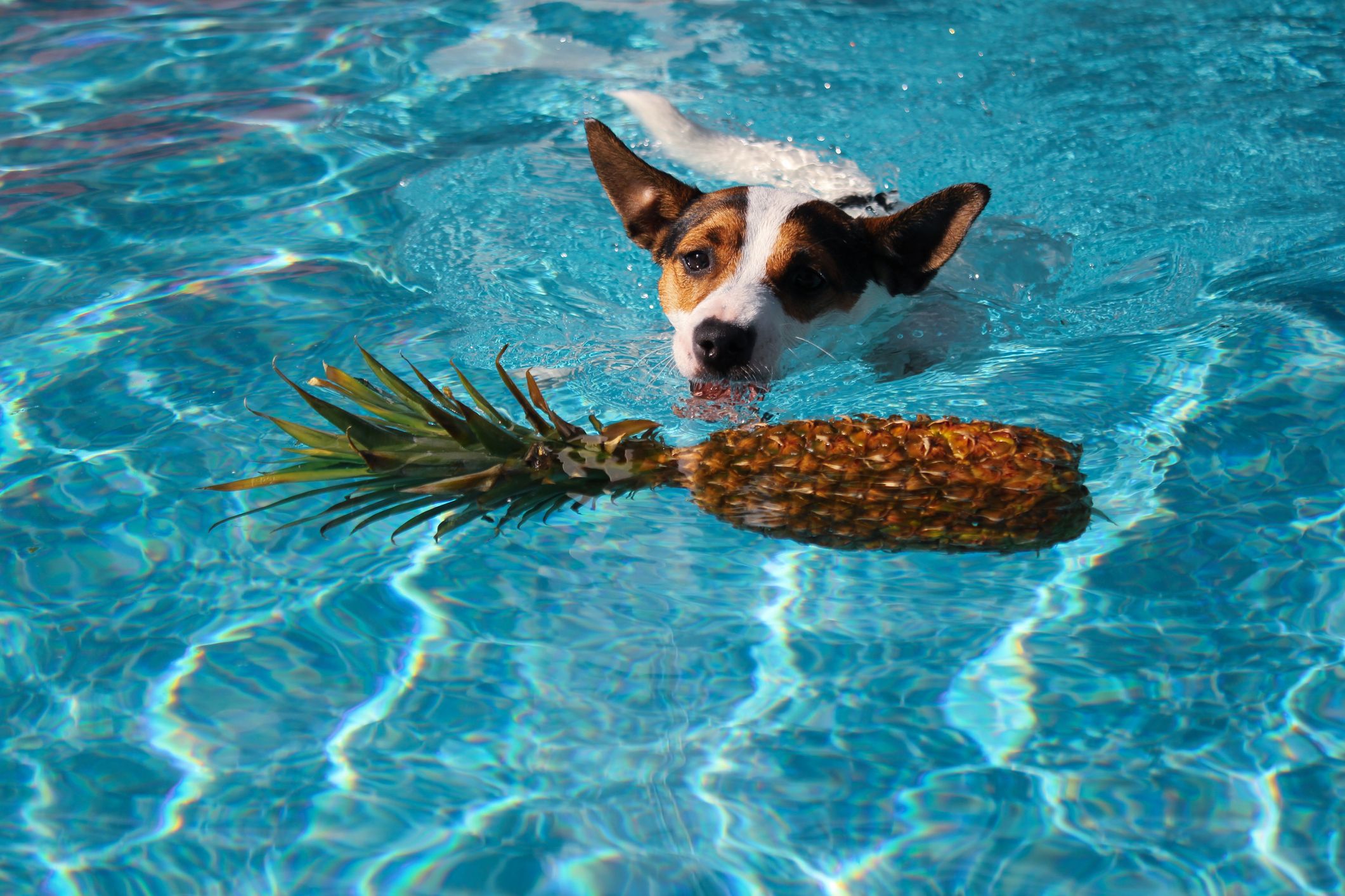 Is Pineapple Good For Dogs Your Pets Magazine is-pineapple-good-for-dogs-your-pets-magazine
