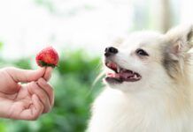Can dogs eat berries? Not only can dogs eat berries but many berries are a healthy treat they love.