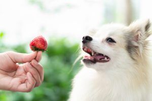 Can dogs eat berries? Not only can dogs eat berries but many berries are a healthy treat they love.