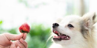 Can dogs eat berries? Not only can dogs eat berries but many berries are a healthy treat they love.