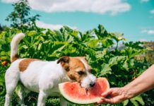 Dogs can eat the majority of fruit that humans eat in moderation.