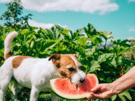 Dogs can eat the majority of fruit that humans eat in moderation.
