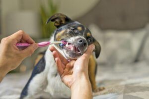 Oral care is the way to freshen a dogs breath and keep it fresh.