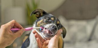 Oral care is the way to freshen a dogs breath and keep it fresh.