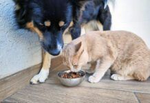 Dogs can eat cat food without adverse health risks.