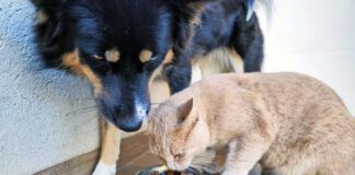 Dogs can eat cat food without adverse health risks.