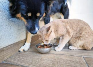 Dogs can eat cat food without adverse health risks.